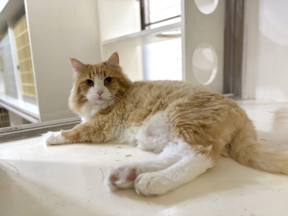 ヌーノクラブ 猫専用ペットホテル 都内 中野区 フリースペースでのびのび お預り中の猫ちゃん ノルウェージャンフォレストキャットのソラ