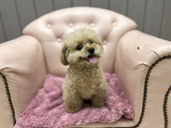 ヌーノクラブ 犬のペットホテル 東京 中野区 フリースペースでのびのび お預かり中 トイプードルのひめ