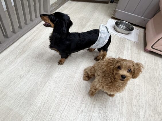 ヌーノクラブ　犬のペットホテル　東京　中野区　フリースペースでのびのび　お預かり中　マルプーのココ