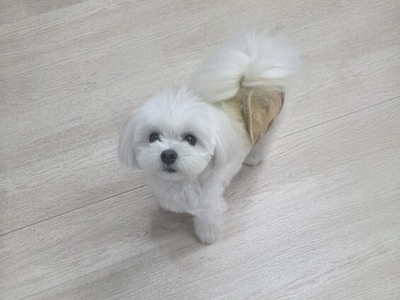 ヌーノクラブ　犬のペットホテル　東京　中野区　フリースペースでのびのび　お預かり中　マルポメのモコ