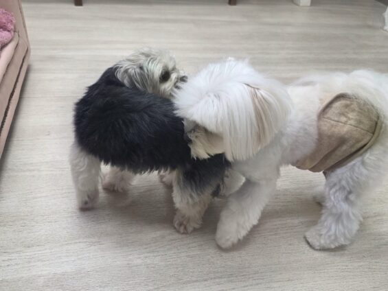ヌーノクラブ　犬のペットホテル　東京　中野区　フリースペースでのびのび　お預かり中　マルポメのモコ