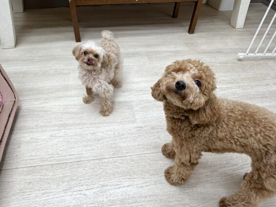 ヌーノクラブ　犬のペットホテル　東京　中野区　フリースペースでのびのび　お預かり中　トイプードルのベニ