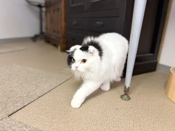 ヌーノクラブ　猫専用ペットホテル　都内　中野区　フリースペースでのびのび　お預り中の猫ちゃん　スコティッシュフォールドの玉三郎