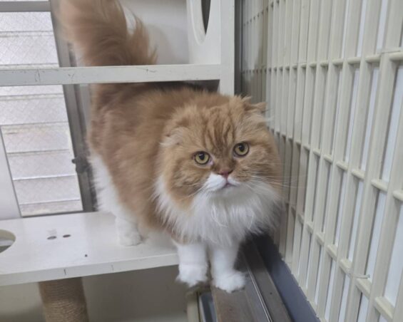 ヌーノクラブ　猫専用ペットホテル　都内　中野区　フリースペースでのびのび　お預り中の猫ちゃん　スコティッシュフォールドのモカ