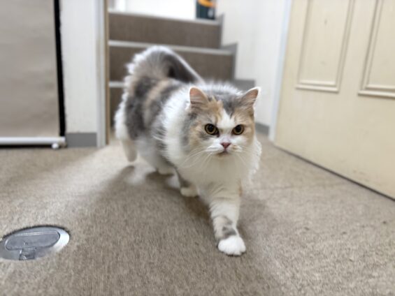 ヌーノクラブ 猫専用ペットホテル 都内 中野区 フリースペースでのびのび お預り中の猫ちゃん マンチカンのボタン