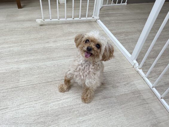 ヌーノクラブ　犬のペットホテル　東京　中野区　フリースペースでのびのび　お預かり中　トイプードルのベニ