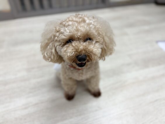 ヌーノクラブ 犬のペットホテル 東京 中野区 フリースペースでのびのび お預かり中 トイプードルのハル、和栗