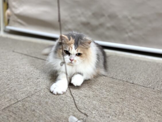 ヌーノクラブ 猫専用ペットホテル 都内 中野区 フリースペースでのびのび お預り中の猫ちゃん マンチカンのボタン