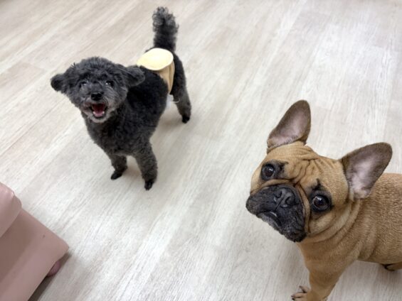 ヌーノクラブ　犬のペットホテル　東京　中野区　フリースペースでのびのび　お預かり中　トイプードルのカイ、フレンチブルドッグのジェイ