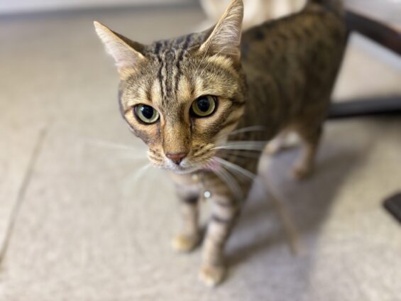 ヌーノクラブ　猫専用ペットホテル　都内　中野区　フリースペースでのびのび　お預り中の猫ちゃん　ベンガルのナイト