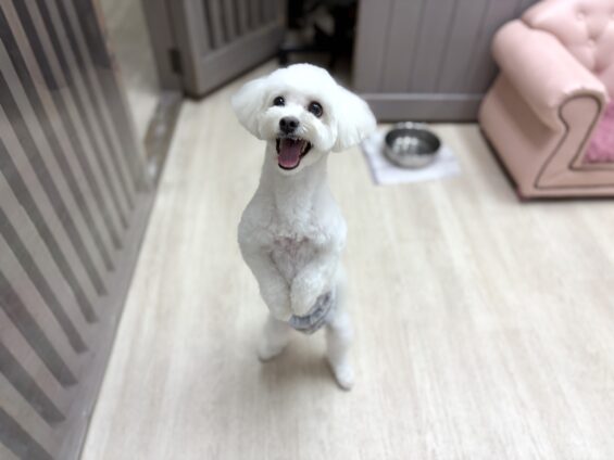 ヌーノクラブ　犬のペットホテル　東京　中野区　フリースペースでのびのび　お預かり中　マルチーズ×シーズーのココ