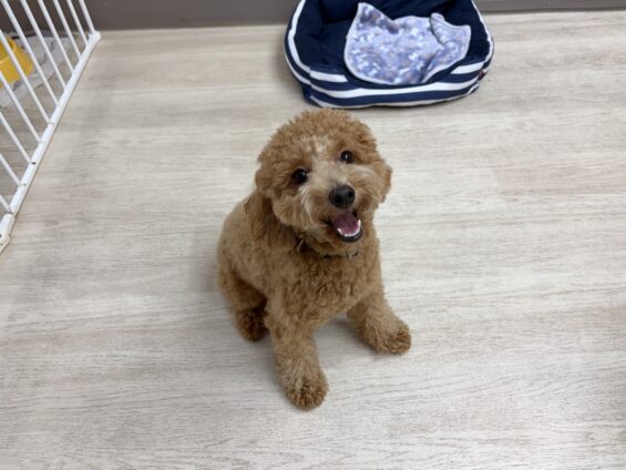 ヌーノクラブ　犬のペットホテル　東京　中野区　フリースペースでのびのび　お預かり中　トイプードルのクレア