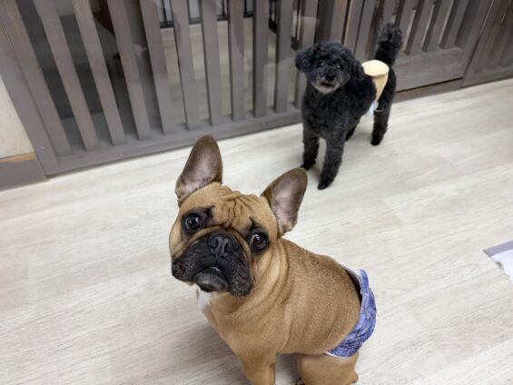 ヌーノクラブ　犬のペットホテル　東京　中野区　フリースペースでのびのび　お預かり中　トイプードルのカイ、フレンチブルドッグのジェイ