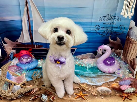 ペットサロン、ヌーノクラブ、可愛くリーズナブルにトリミング ペットサロン、ヌーノクラブ、可愛くリーズナブルにトリミング MIXのココ_640