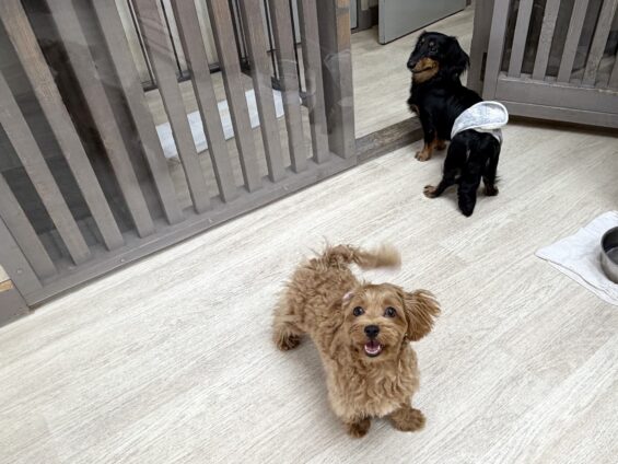 ヌーノクラブ　犬のペットホテル　東京　中野区　フリースペースでのびのび　お預かり中　マルプーのココ
