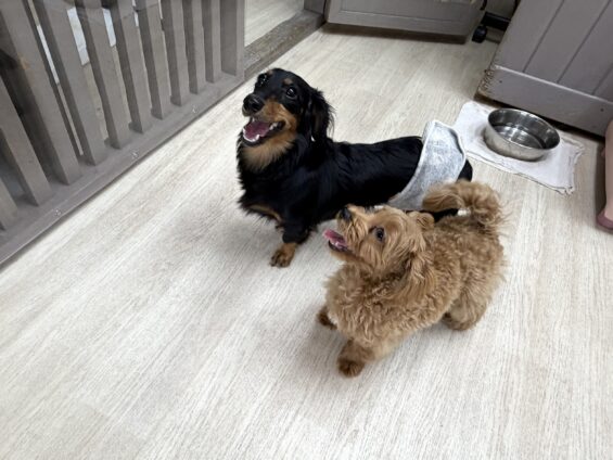 ヌーノクラブ　犬のペットホテル　東京　中野区　フリースペースでのびのび　お預かり中　ミニチュアダックスフンドのアロ