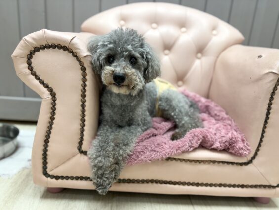 ヌーノクラブ 犬のペットホテル 東京 中野区 フリースペースでのびのび お預かり中 トイプードルのハル、和栗