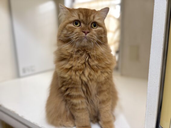 ヌーノクラブ 猫専用ペットホテル 都内 中野区 フリースペースでのびのび お預り中の猫ちゃん スコティッシュフォールドの六