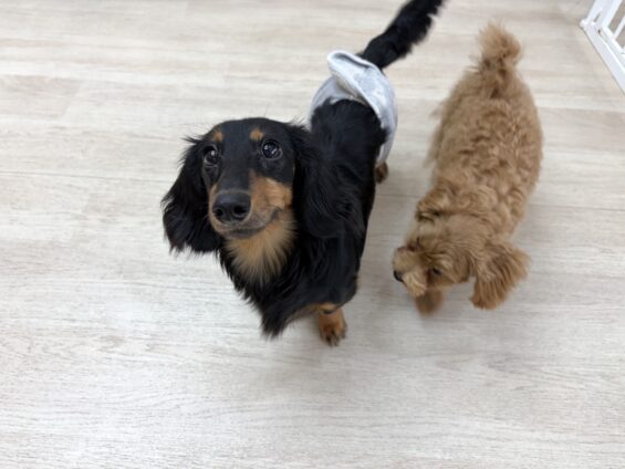 ヌーノクラブ　犬のペットホテル　東京　中野区　フリースペースでのびのび　お預かり中　ミニチュアダックスフンドのアロ