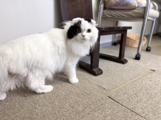ヌーノクラブ　猫専用ペットホテル　都内　中野区　フリースペースでのびのび　お預り中の猫ちゃん　スコティッシュフォールドの玉三郎