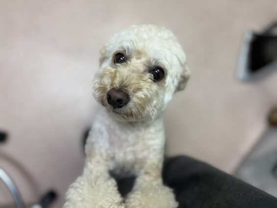 ヌーノクラブ　犬のペットホテル　東京　中野区　フリースペースでのびのび　お預かり中　トイプードルのクッキー