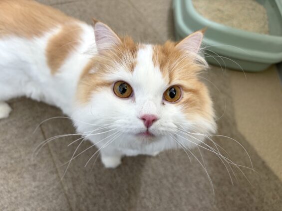 ヌーノクラブ 猫専用ペットホテル 都内 中野区 フリースペースでのびのび お預り中の猫ちゃん スコティッシュフォールドのるる