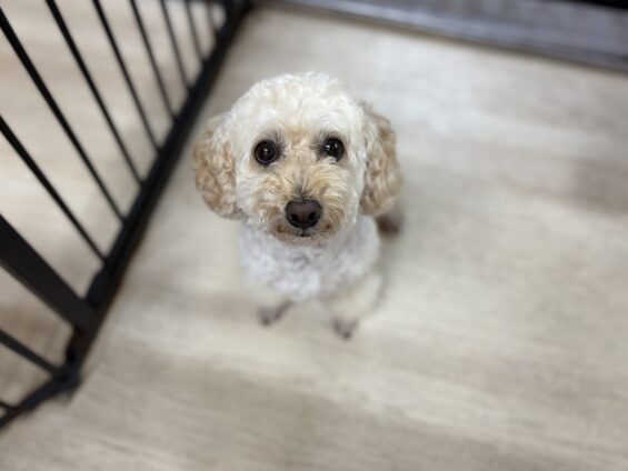 ヌーノクラブ　犬のペットホテル　東京　中野区　フリースペースでのびのび　お預かり中　トイプードルのクッキー