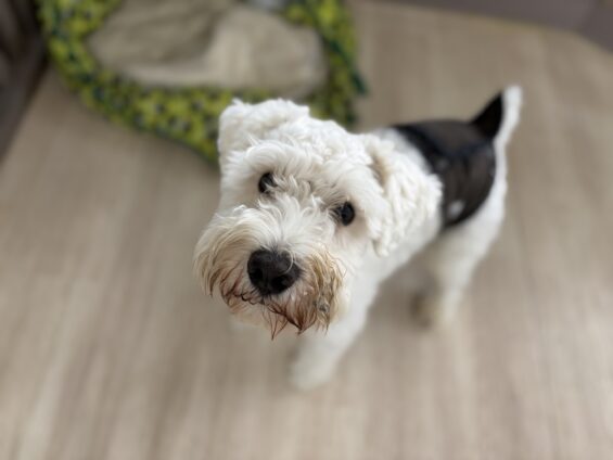 ヌーノクラブ　犬のペットホテル　東京　中野区　フリースペースでのびのび　お預かり中　ミニチュアシュナウザーのチャック