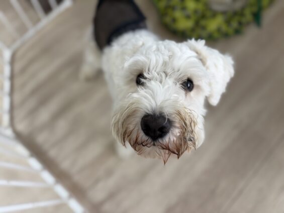 ヌーノクラブ　犬のペットホテル　東京　中野区　フリースペースでのびのび　お預かり中　ミニチュアシュナウザーのチャック