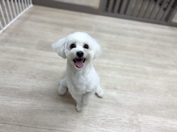 ヌーノクラブ　犬のペットホテル　東京　中野区　フリースペースでのびのび　お預かり中　マルチーズ×シーズーのココ