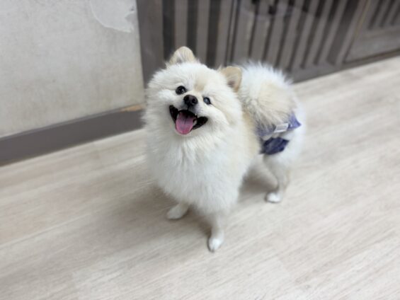 ヌーノクラブ 犬のペットホテル 東京 中野区 フリースペースでのびのび お預かり中 ポメラニアンのふうた
