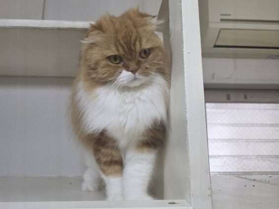 ヌーノクラブ　猫専用ペットホテル　都内　中野区　フリースペースでのびのび　お預り中の猫ちゃん　スコティッシュフォールドのモカ