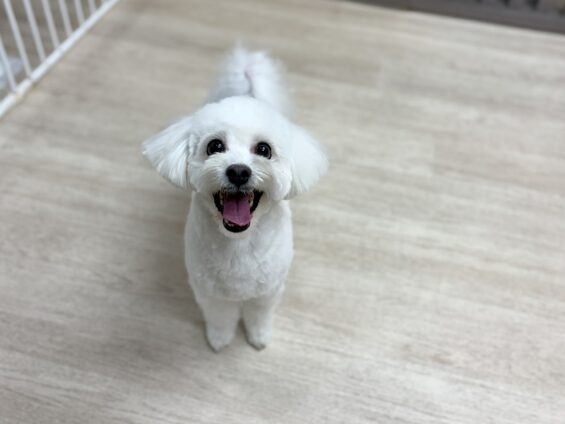 ヌーノクラブ　犬のペットホテル　東京　中野区　フリースペースでのびのび　お預かり中　マルチーズ×シーズーのココ