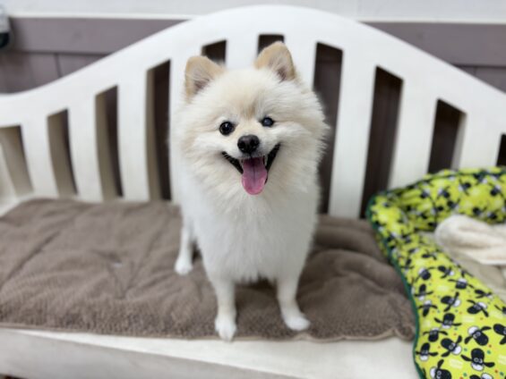 ヌーノクラブ 犬のペットホテル 東京 中野区 フリースペースでのびのび お預かり中 ポメラニアンのふうた