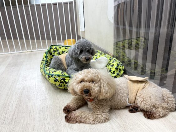 ヌーノクラブ 犬のペットホテル 東京 中野区 フリースペースでのびのび お預かり中 トイプードルのハル、和栗