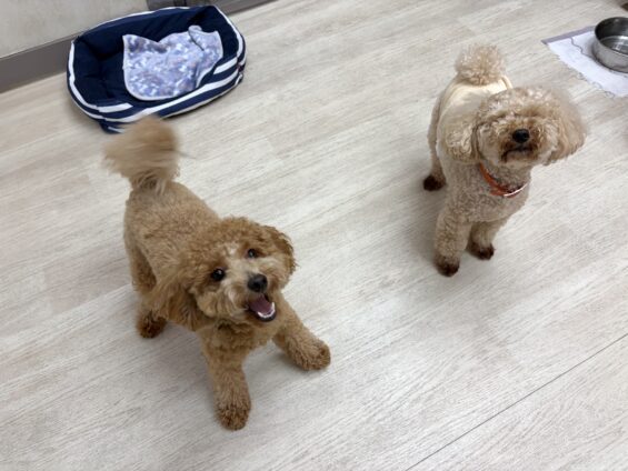 ヌーノクラブ　犬のペットホテル　東京　中野区　フリースペースでのびのび　お預かり中　トイプードルのクレア