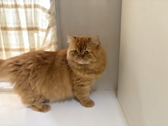 ヌーノクラブ 猫専用ペットホテル 都内 中野区 フリースペースでのびのび お預り中の猫ちゃん スコティッシュフォールドの六