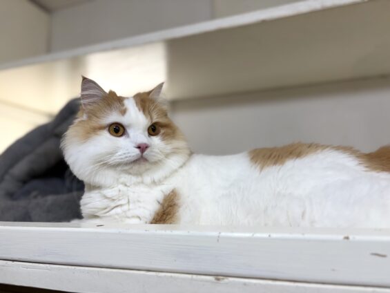 ヌーノクラブ 猫専用ペットホテル 都内 中野区 フリースペースでのびのび お預り中の猫ちゃん スコティッシュフォールドのるる