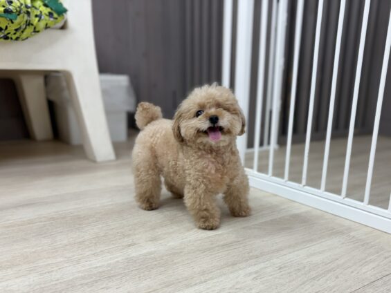 ヌーノクラブ 犬のペットホテル 東京 中野区 フリースペースでのびのび お預かり中 トイプードルのひめ