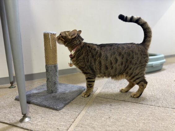ヌーノクラブ　猫専用ペットホテル　都内　中野区　フリースペースでのびのび　お預り中の猫ちゃん　ベンガルのナイト