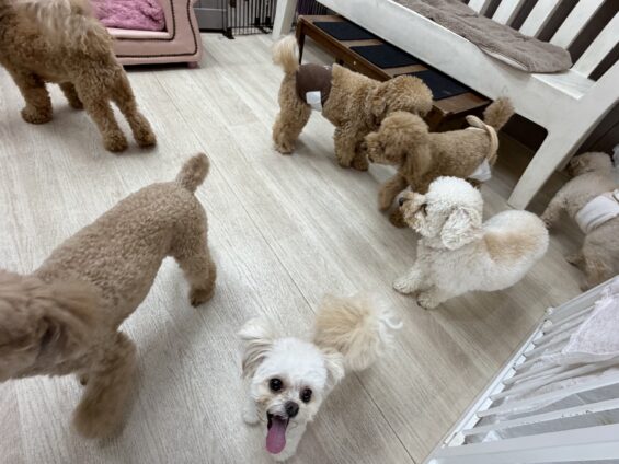 ヌーノクラブ 犬のペットホテル 東京 中野区 フリースペースでのびのび お預かり中 ポメプーのクマ