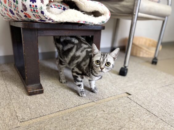 ヌーノクラブ 猫専用ペットホテル 都内 中野区 フリースペースでのびのび お預り中の猫ちゃん アメリカンショートヘアのマロ
