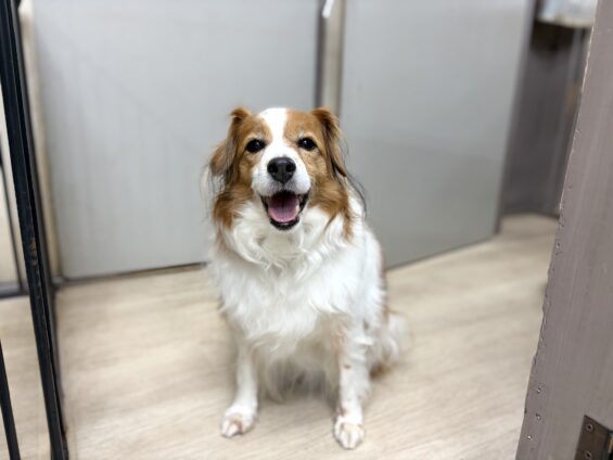 ヌーノクラブ　犬のペットホテル　東京　中野区　フリースペースでのびのび　お預かり中　コイケルのパゾメ