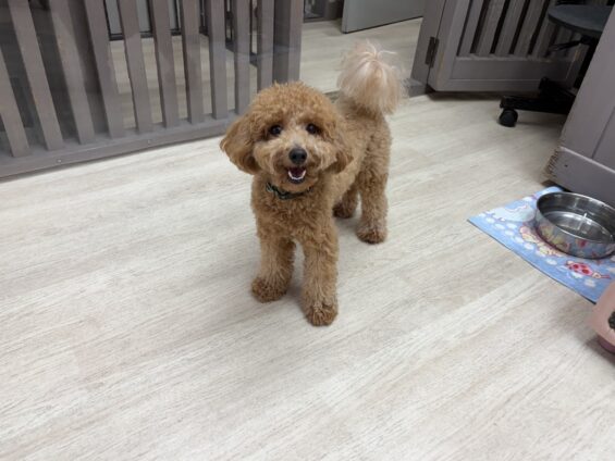 ヌーノクラブ　犬のペットホテル　東京　中野区　フリースペースでのびのび　お預かり中　トイプードルのクレア