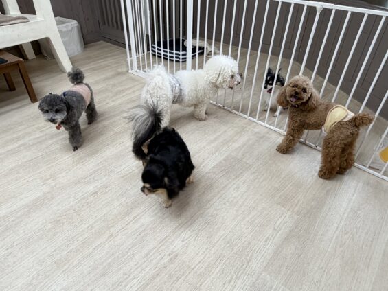 ヌーノクラブ　犬のペットホテル　東京　中野区　フリースペースでのびのび　お預かり中　トイプードルのチャム