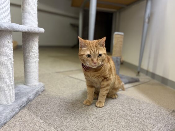 ヌーノクラブ 猫専用ペットホテル 都内 中野区 フリースペースでのびのび お預り中の猫ちゃん アメリカンショートヘアのカメ