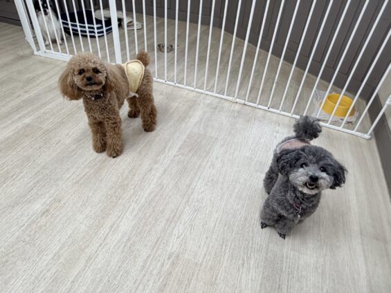 ヌーノクラブ　犬のペットホテル　東京　中野区　フリースペースでのびのび　お預かり中　トイプードルのチャム