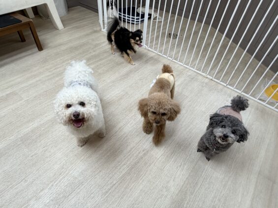 ヌーノクラブ　犬のペットホテル　東京　中野区　フリースペースでのびのび　お預かり中　ビションフリーゼのグロム