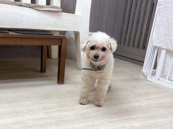 ヌーノクラブ 犬のペットホテル 東京 中野区 フリースペースでのびのび お預かり中 トイプードルのコロン