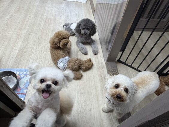 ヌーノクラブ 犬のペットホテル 東京 中野区 フリースペースでのびのび お預かり中 トイプードルのバンビ
